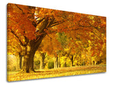 Clasic tablou pe pânză cu motivul peisaj, hartă, natură, copaci în maro-portocaliu nuanțe, atmosferă liniștită, natură, potrivit pentru birou de lucru – principală