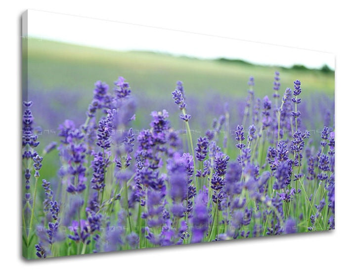 O pânză imprimată cu un câmp vibrant de lavandă violet, cu un cadru de șasiu din lemn vizibil, Papilora.