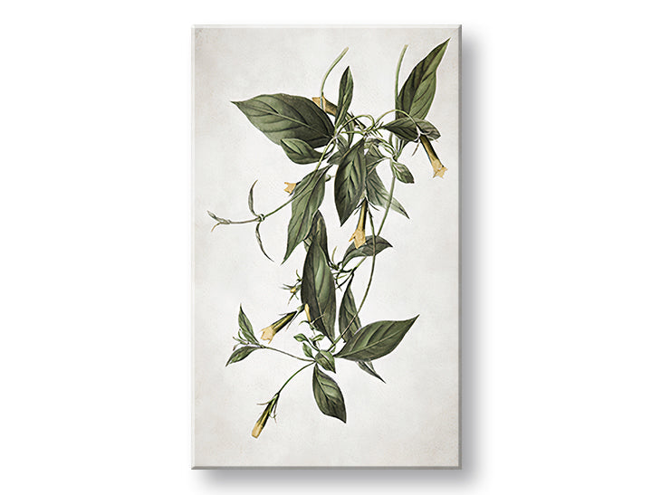 Vintage tablou pe pânză cu motivul RASTLINY 012, frunze, flori, natură, univers în alb-verde nuanțe, atmosferă liniștită, natură, potrivit pentru bucătărie – principală