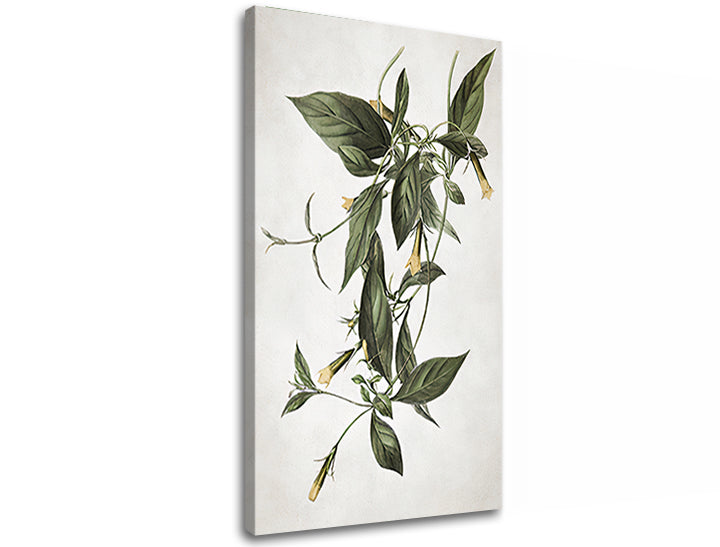 Vintage tablou pe pânză cu motivul RASTLINY 012, frunze, flori, natură, univers în alb-verde nuanțe, atmosferă liniștită, natură, potrivit pentru bucătărie – produs