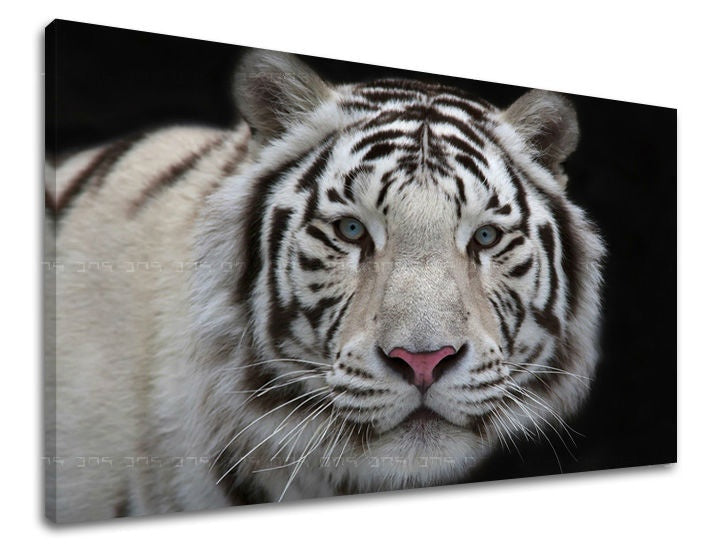 Clasic tablou pe pânză cu motivul animal în alb-albastru nuanțe, atmosferă maiestuoasă, natură, potrivit pentru birou | Tablou de perete ANIMALE – principală