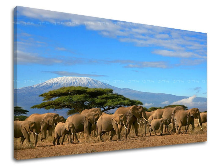 În stil boho tablou pe pânză cu motivul peisaj, natură, animal în alb-albastru nuanțe, atmosferă liniștită, natură, potrivit pentru birou de lucru | Tablou de perete ANIMALE – principală