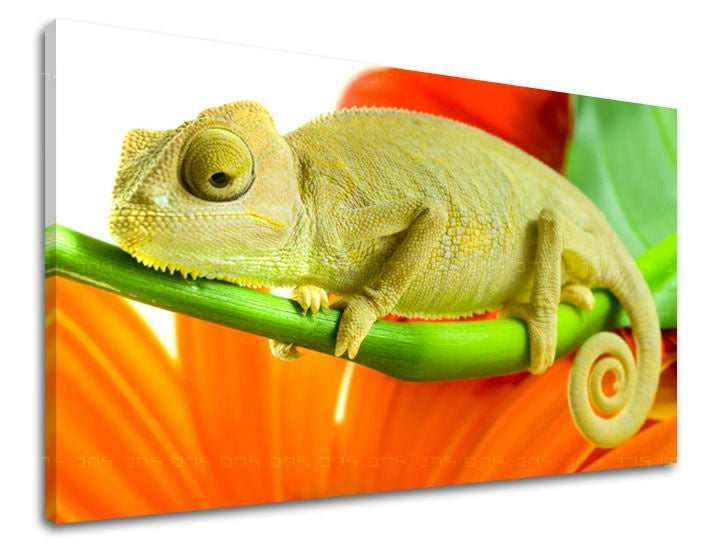 Clasic tablou pe pânză cu motivul floare, list, flori, natură, animal în portocaliu-verde nuanțe, atmosferă vibrantă, natură, potrivit pentru cameră de copii – principală