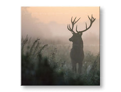 Clasic tablou pe pânză cu motivul ANIMALE, cerb, ceață ușoară, peisaj, natură în portocaliu-roz nuanțe, atmosferă liniștită, natură și singurătate – principală