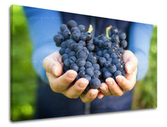 Pop art tablou pe pânză cu motivul struguri, fructe în violet-verde nuanțe, atmosferă proaspătă, natură, potrivit pentru bucătărie | Tablou de perete BUCĂTĂRIE – principală