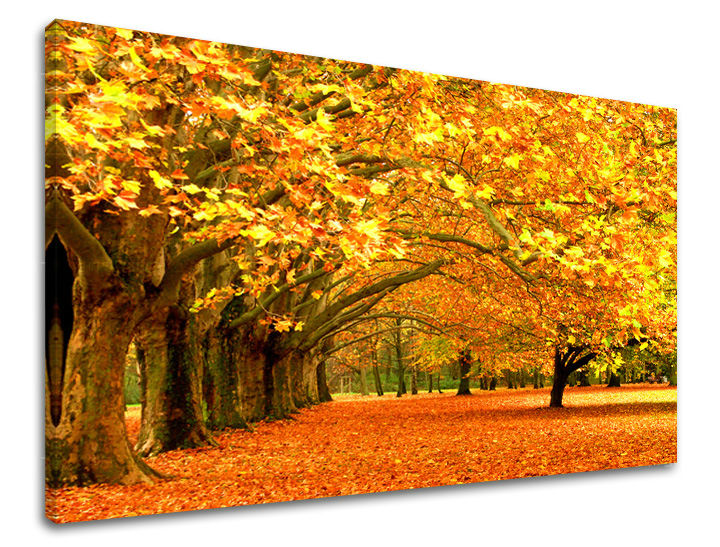 Pop art tablou pe pânză cu motivul copaci, frunziș de toamnă, peisaj, natură în maro-portocaliu nuanțe, atmosferă caldă, natură și atmosferă liniștită – principală