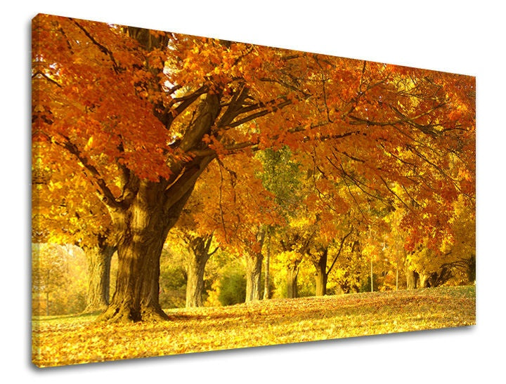 Pop art tablou pe pânză cu motivul copaci, pădure, hartă, natură în maro-portocaliu nuanțe, atmosferă liniștită, natură, potrivit pentru birou de lucru | Tablou de perete COPACI – principală