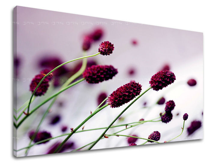 Clasic tablou pe pânză cu motivul flori, natură, animal în alb-violet nuanțe, atmosferă liniștită, natură și atmosferă de primăvară, potrivit pentru birou de lucru – principală