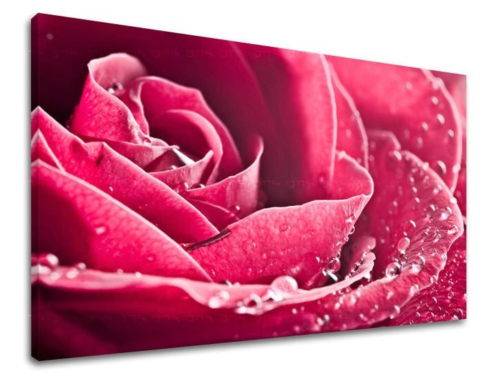 Modern tablou pe pânză cu motivul trandafir, floare în roz nuanțe, atmosferă romantică, dragoste și natură | Tablou de perete FLORI – principală