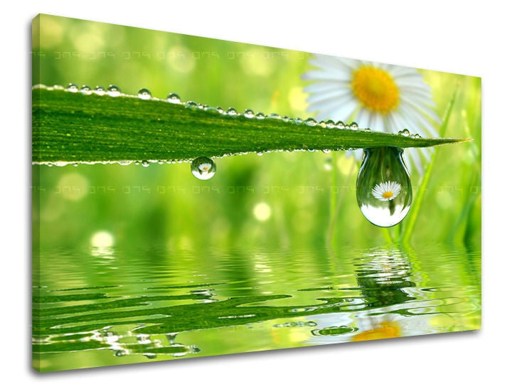 Clasic tablou pe pânză cu motivul list, margaretă, flori, natură în alb-verde nuanțe, atmosferă liniștită, natură și atmosferă de primăvară – principală