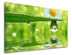 Clasic tablou pe pânză cu motivul list, margaretă, flori, natură în alb-verde nuanțe, atmosferă liniștită, natură și atmosferă de primăvară – principală