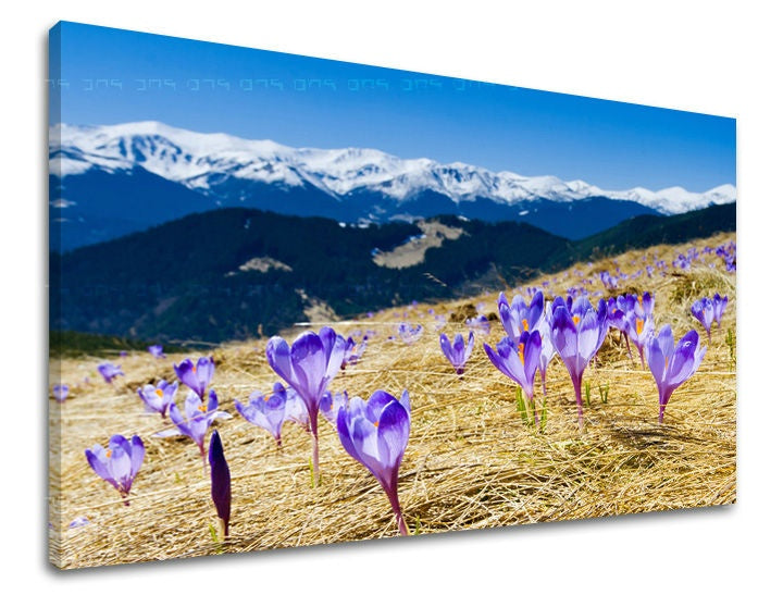 Clasic tablou pe pânză cu motivul munți, zăpadă, cer, peisaj, flori în alb-violet nuanțe, atmosferă liniștită, atmosferă de primăvară și simbol al reînnoirii – principală