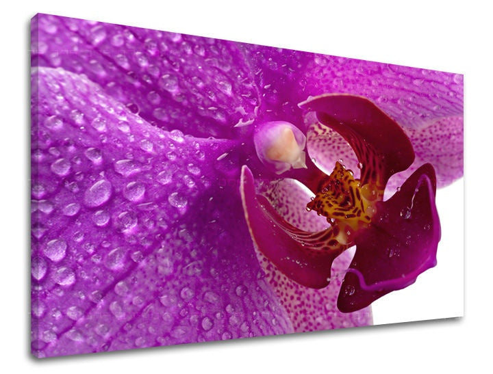 Art deco tablou pe pânză cu motivul orhidee, floare, flori, motiv religios, natură în alb-violet nuanțe, atmosferă proaspătă, potrivit pentru birou de lucru – principală