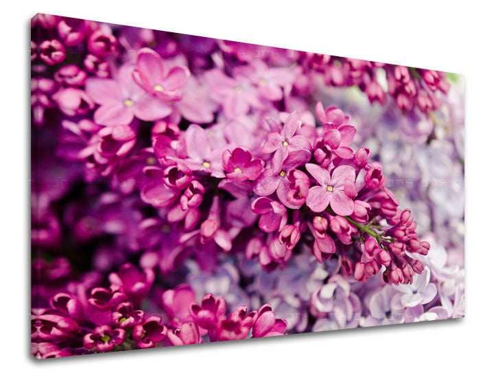 Modern tablou pe pânză cu motivul flori în violet-alb nuanțe, atmosferă romantică, atmosferă de primăvară și natură | Tablou de perete FLORI – principală