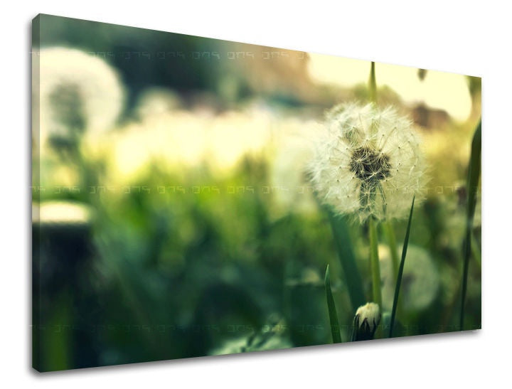 Modern tablou pe pânză cu motivul păpădie, atmosferă liniștită, creștere și dezvoltare și atmosferă de primăvară | Tablou de perete FLORI – principală