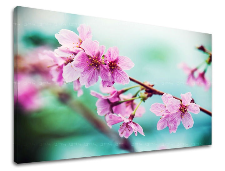 Clasic tablou cu motivul flori de cireș, flori, natură în roz-turcoaz nuanțe | Tablou de perete FLORI, atmosferă de primăvară și simbol al reînnoirii – previzualizare