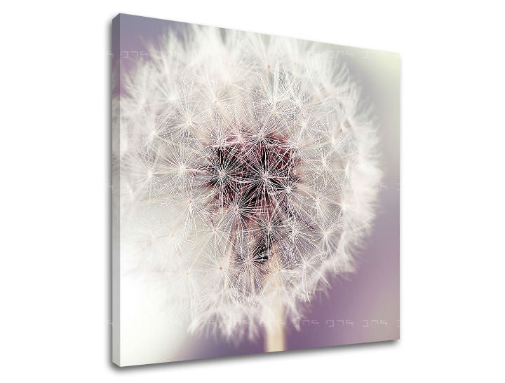 Clasic tablou pe pânză cu motivul păpădie, floare, flori, hartă în alb-violet nuanțe, atmosferă liniștită, natură și atmosferă de primăvară, potrivit pentru birou de lucru – principală