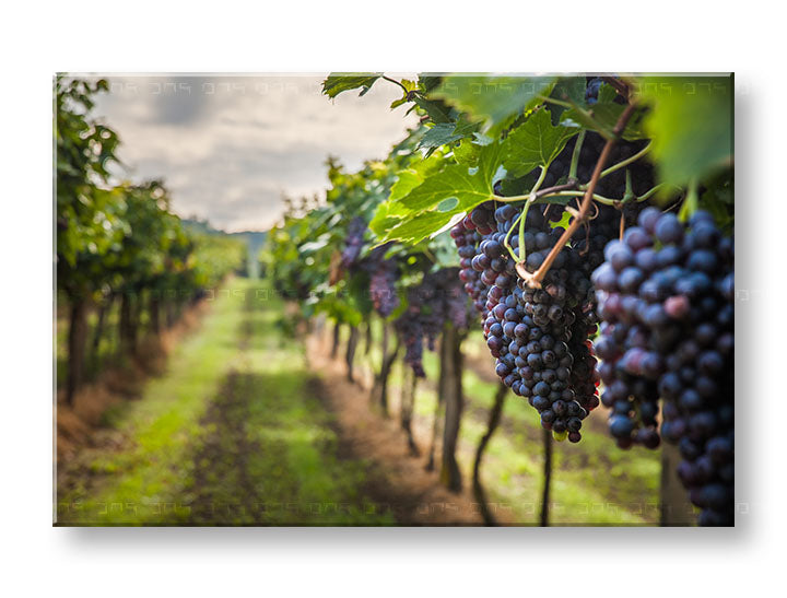 Clasic tablou pe pânză cu motivul HROZNO, frunze, hartă, natură în violet-verde nuanțe, atmosferă liniștită, natură, potrivit pentru bucătărie | Tablou de perete HROZNO_091-11 – principală
