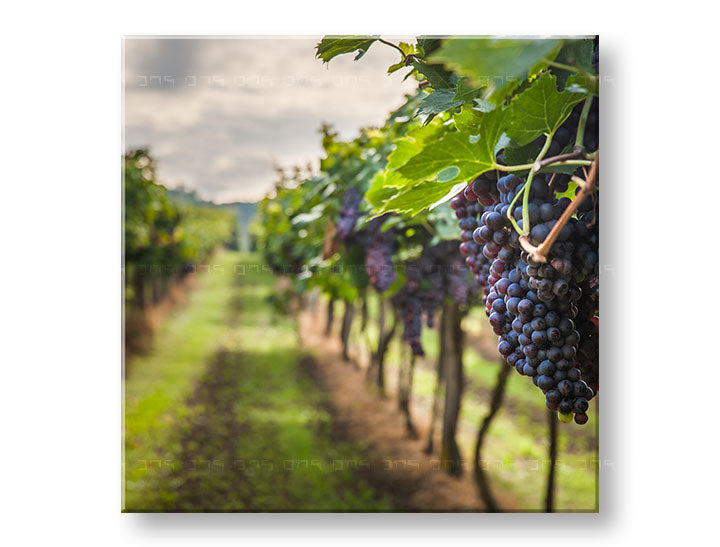 Clasic tablou pe pânză cu motivul HROZNO, frunze, peisaj, hartă, natură în violet-verde nuanțe, atmosferă liniștită, natură, potrivit pentru bucătărie – principală