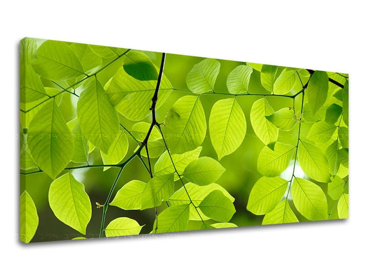Clasic tablou pe pânză cu motivul PANORAMĂ RASTLINY, frunze, ramuri, hartă, natură în verde-negru nuanțe, atmosferă proaspătă, potrivit pentru sufragerie – principală