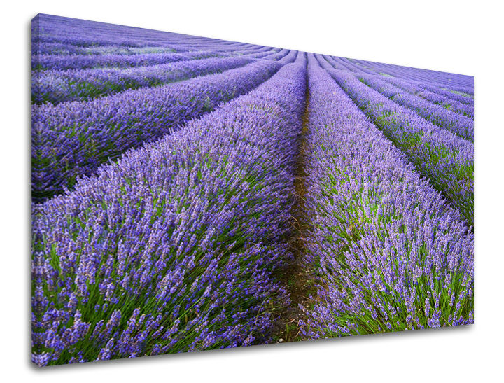 Clasic tablou pe pânză cu motivul peisaj, flori, natură, animal în violet-maro nuanțe, atmosferă liniștită, natură, potrivit pentru sufragerie – principală
