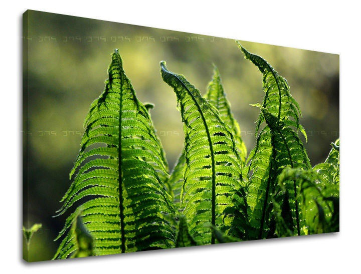 Clasic tablou pe pânză cu motivul RASTLINY, frunze, hartă, natură în verde nuanțe, atmosferă liniștită, natură și creștere și dezvoltare, potrivit pentru birou de lucru – principală