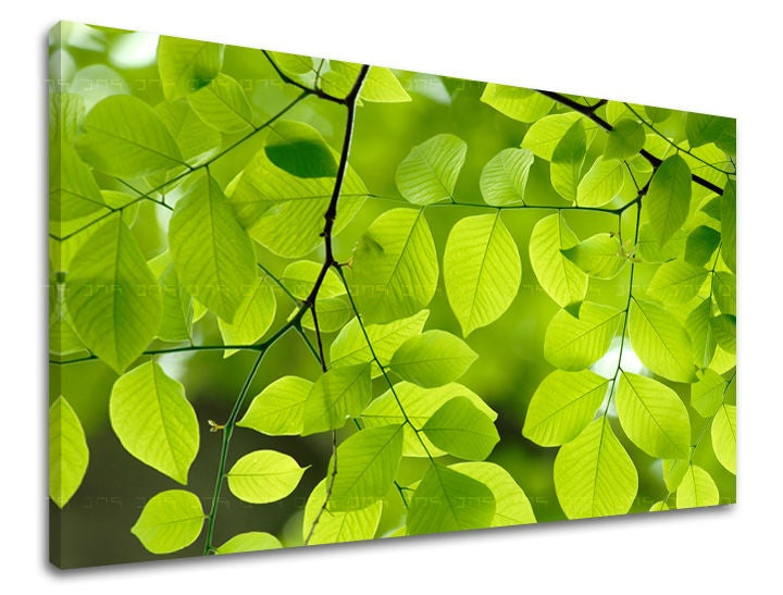 Clasic tablou pe pânză cu motivul RASTLINY, frunze, hartă, natură în verde nuanțe, atmosferă vibrantă, atmosferă de primăvară și simbol al reînnoirii, potrivit pentru sufragerie – principală