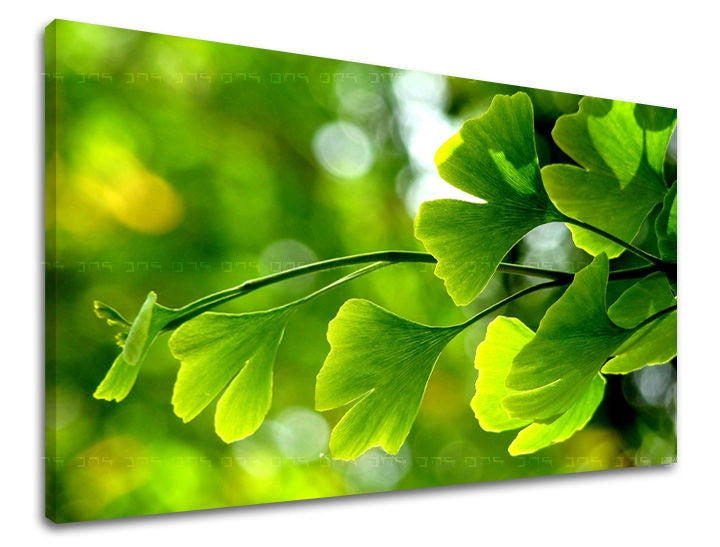 Geometric tablou pe pânză cu motivul RASTLINY, hartă, natură în verde nuanțe, atmosferă liniștită, natură și atmosferă de primăvară, potrivit pentru sufragerie – principală