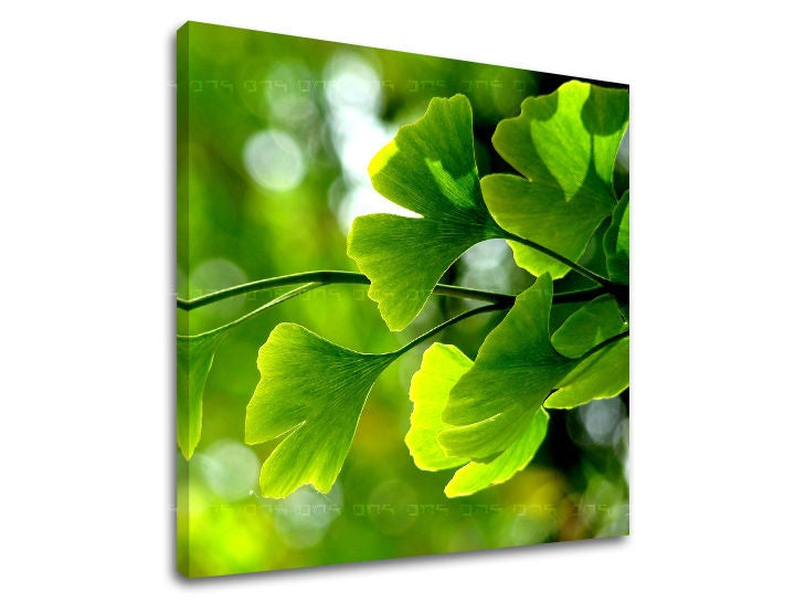 Clasic tablou pe pânză cu motivul RASTLINY, ramuri, hartă, natură în verde nuanțe, atmosferă proaspătă, natură și atmosferă de primăvară, potrivit pentru sufragerie – principală