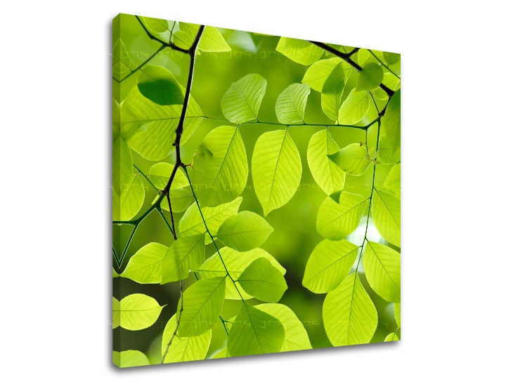 În stil boho tablou pe pânză cu motivul RASTLINY, frunze, ramuri, hartă, natură în verde nuanțe, atmosferă proaspătă, natură și atmosferă de primăvară – principală